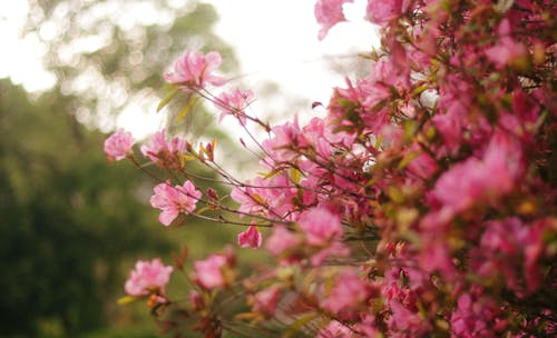 Bush with Pink Blossoms