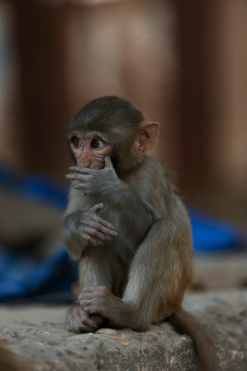 Close up of Sitting Baby Monkey