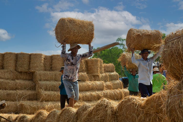 Man Carrying Sheaves Of Hay