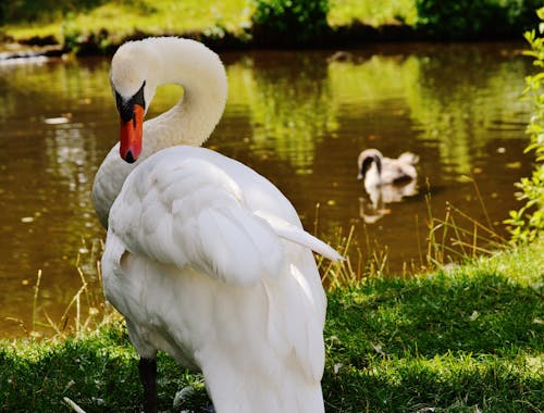 Witte Gans Close Up Foto