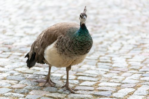 Free Close-up photo of a peacock standing on a cobblestone pavement outdoors. Stock Photo