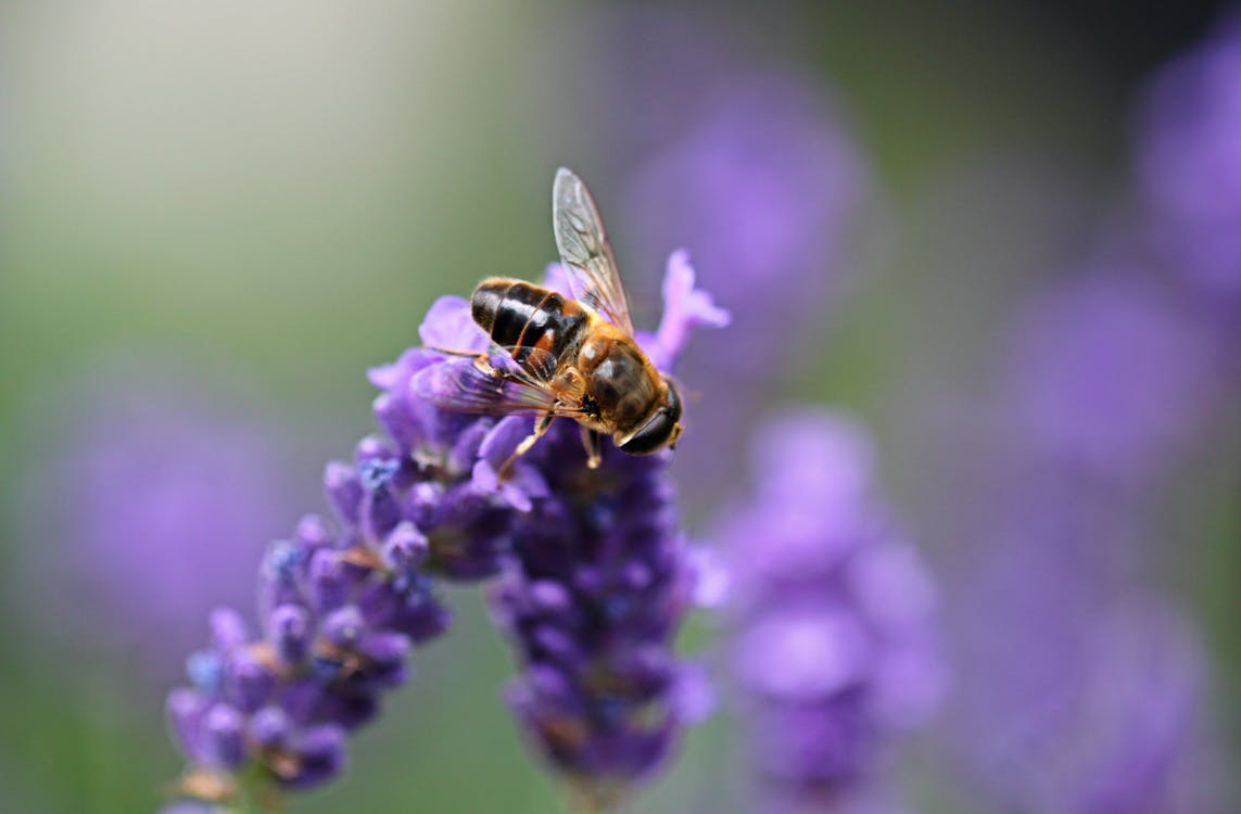 бесплатная Пчела на фиолетовой лаванде Стоковое фото