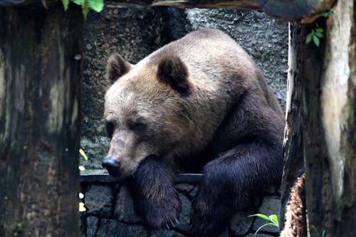 Free Brown Grizzly Bear on Black Metal Fence Stock Photo