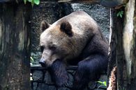A grizzly bear relaxes in its zoo enclosure, surrounded by nature.