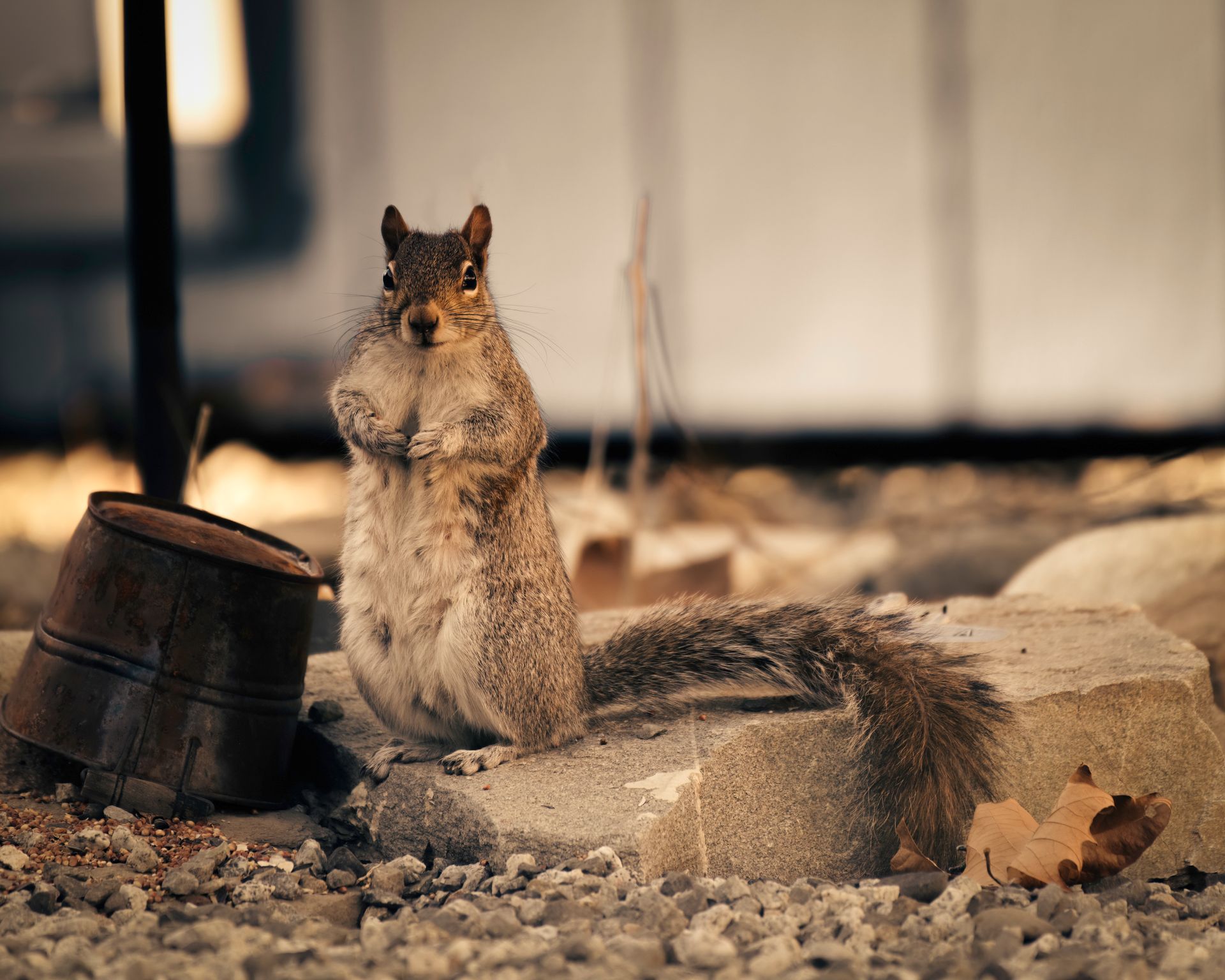 Adorable squirrel standing on a rock in Wenatchee, Washington. Calm, rustic outdoor setting.
