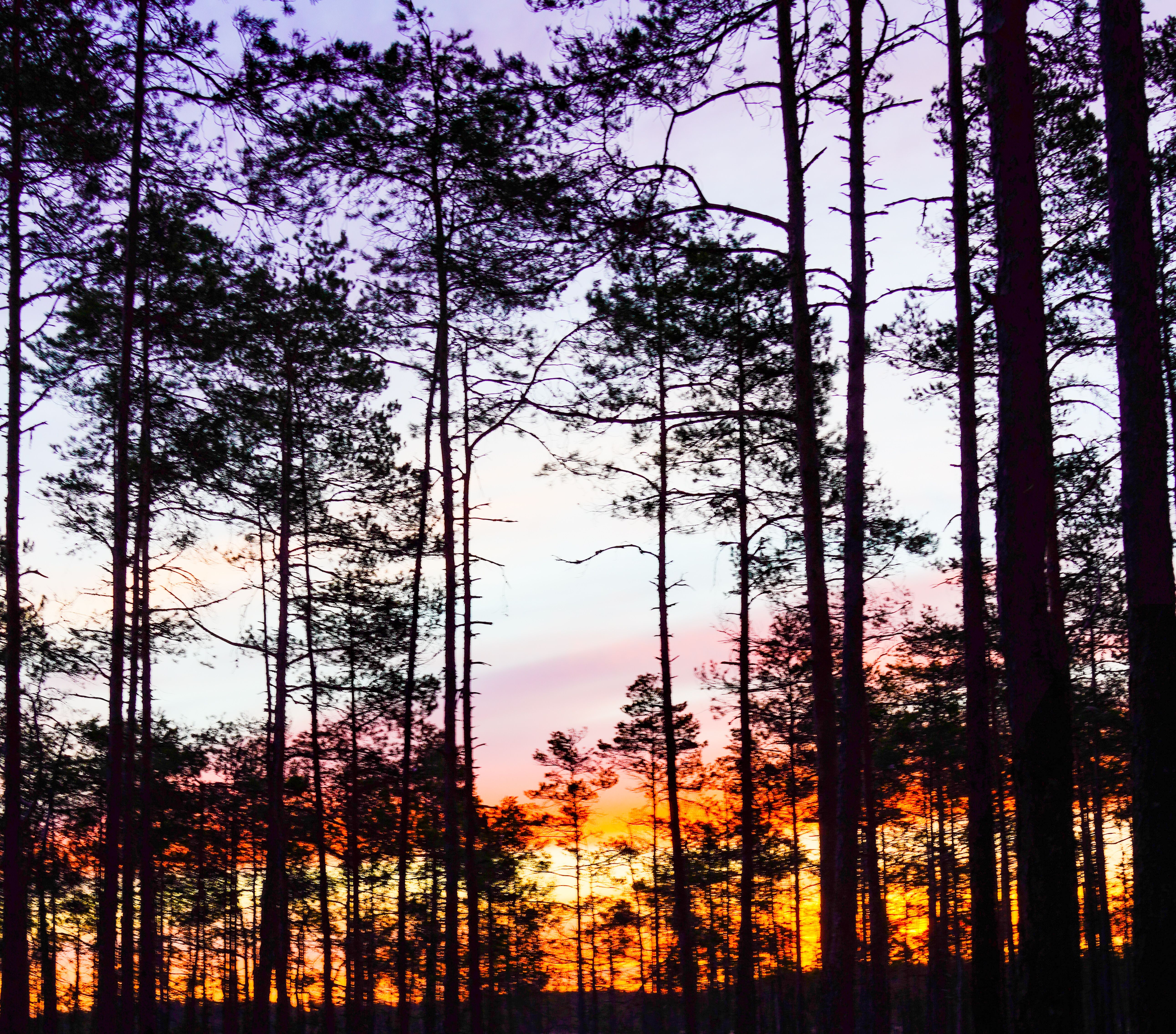 Trees in Forest at Sunset · Free Stock Photo