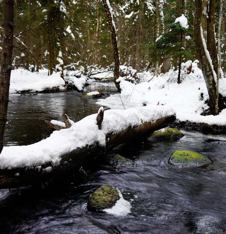 Forest River In Winter