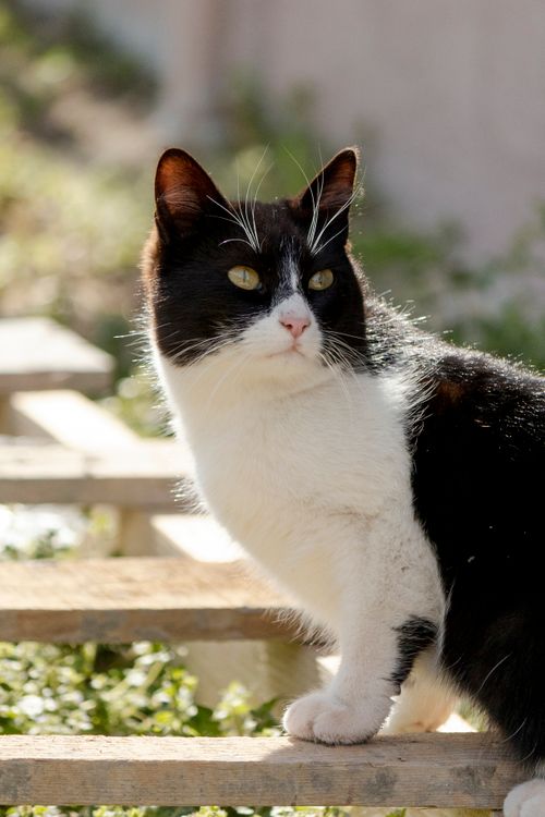 Free A black and white cat basks in the sun outdoors on wooden steps in a garden. Stock Photo
