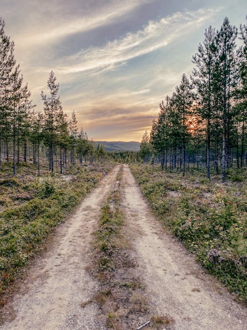 Základová fotografie zdarma na téma les, slunce, švédsko