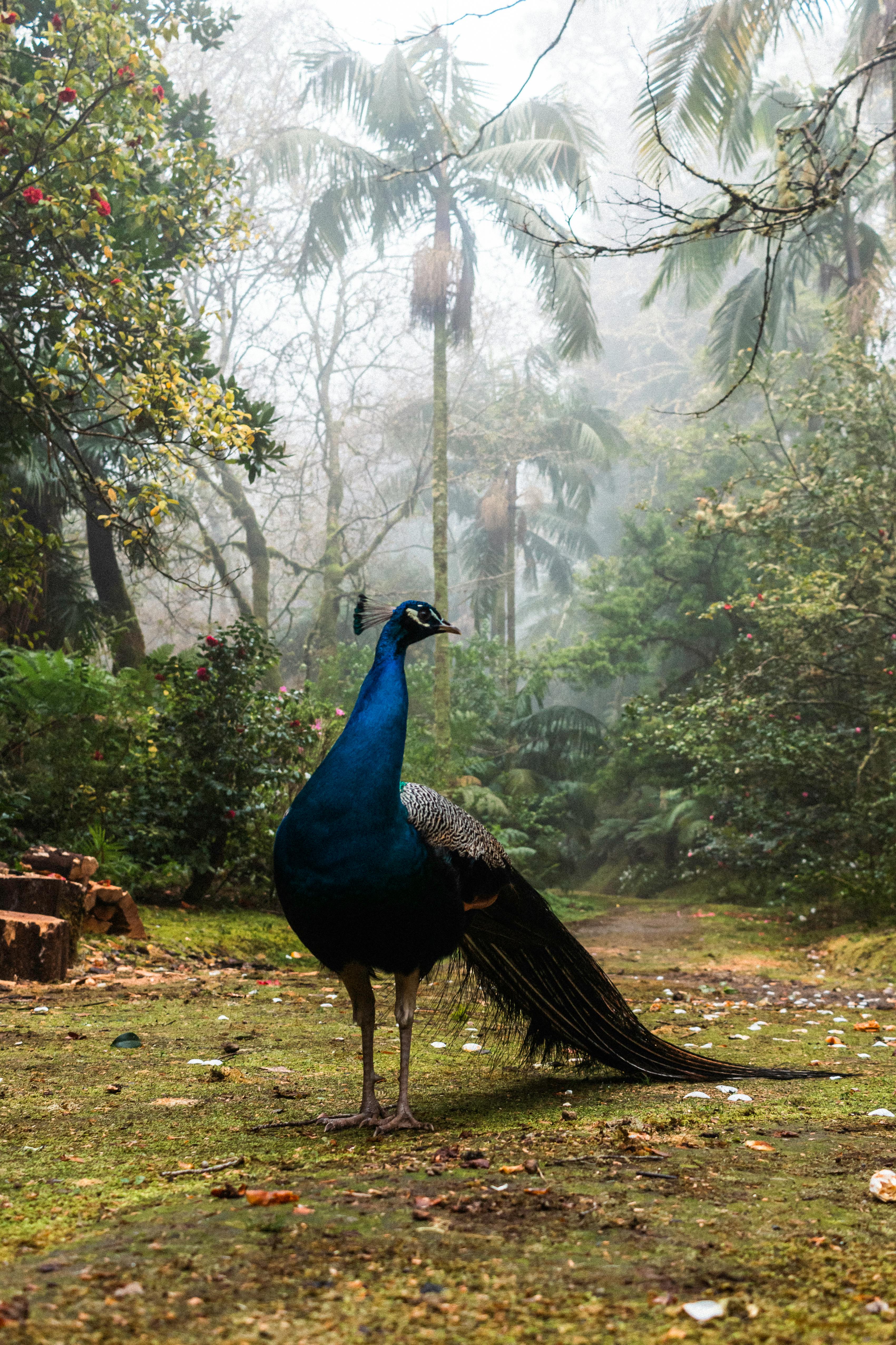 Majestic peacock stands amidst a foggy tropical jungle landscape, showcasing vibrant colors.