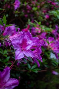 A close-up of vibrant purple azalea flowers adorned with raindrops, creating a refreshing and natural scene.