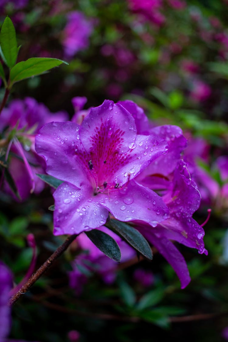 Purple Flower Petals