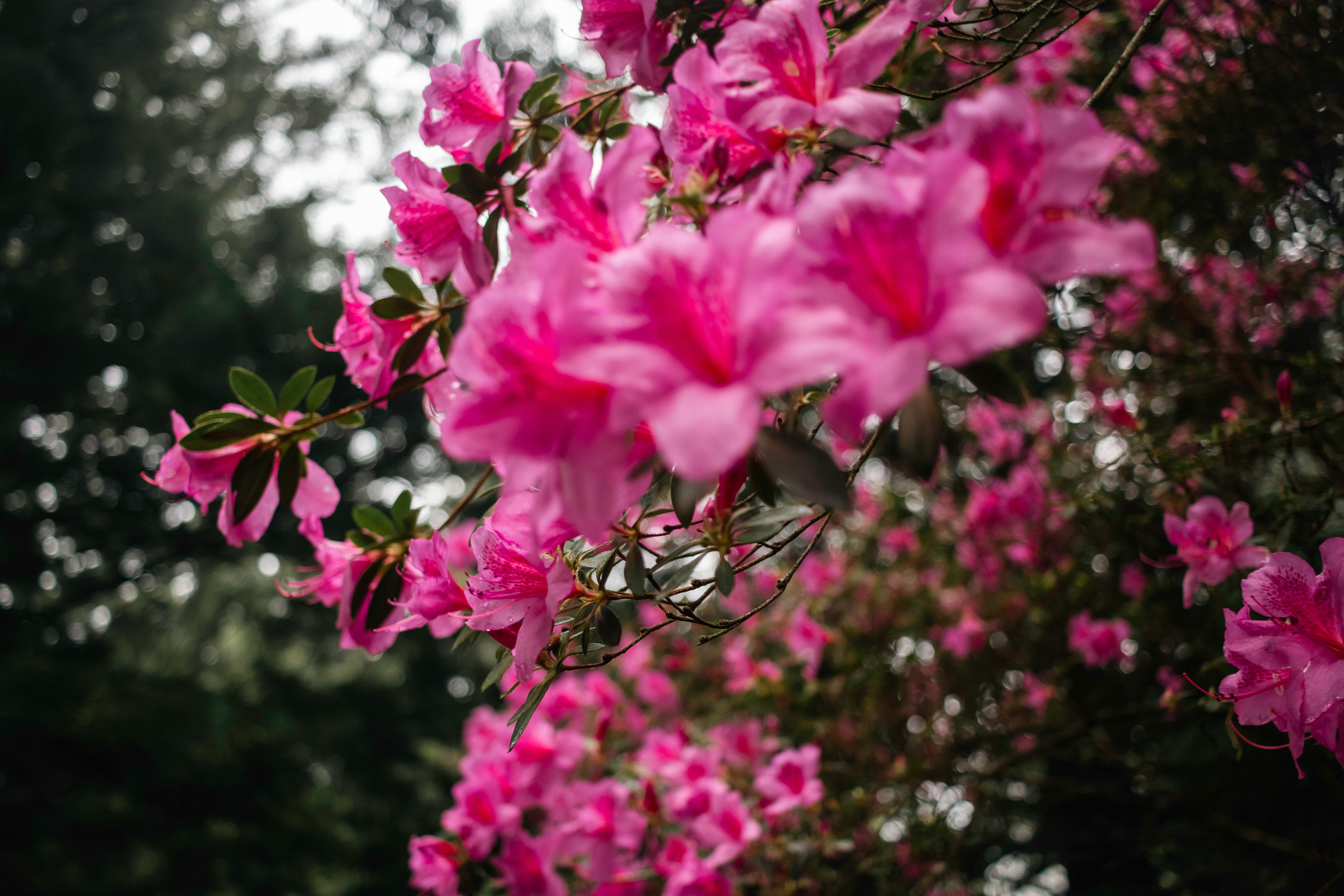 NC Azalea Festival begins search for new executive director — Photo by Pincalo on Pexels