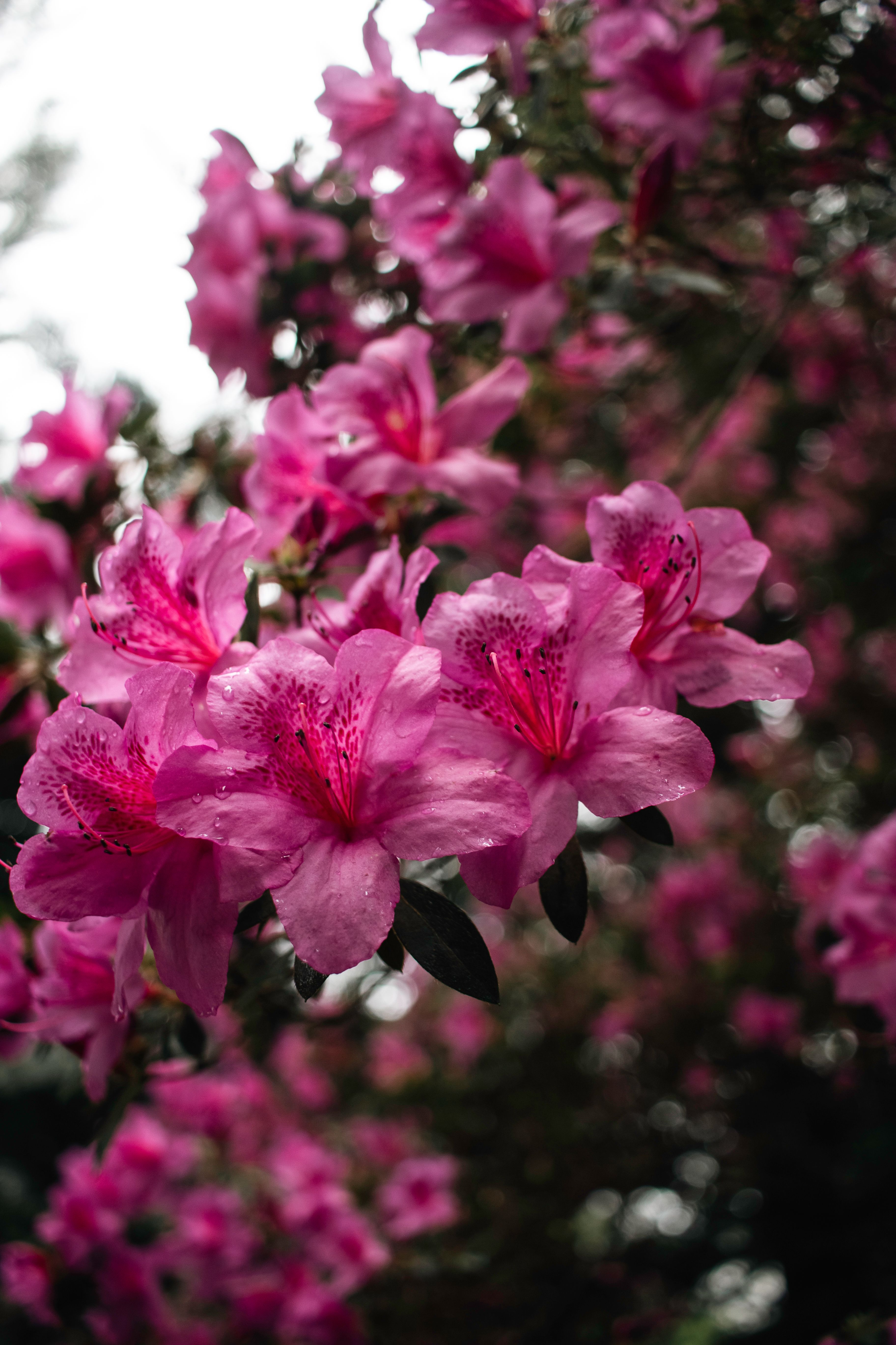 Vibrant Pink Azalea Blossoms in a Lush Garden · Free Stock Photo