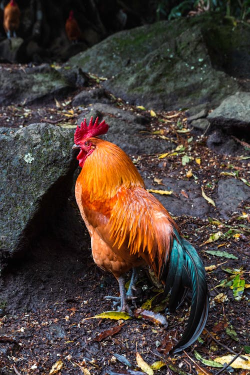 Rooster near Stones