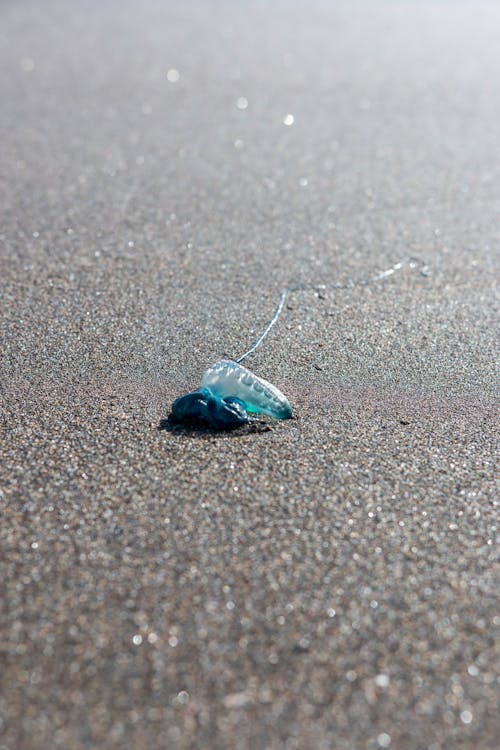 Immagine gratuita di azzurro, fotografia di animali, fotografia naturalistica