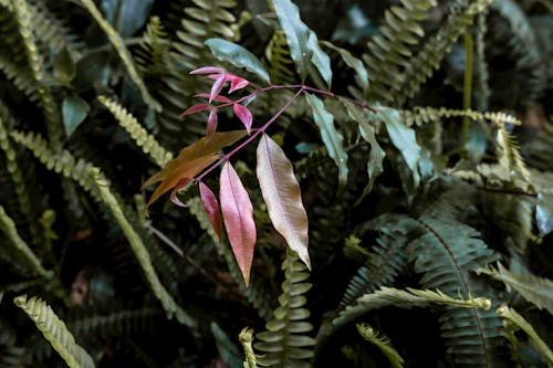나뭇잎, 식물, 신선한의 무료 스톡 사진