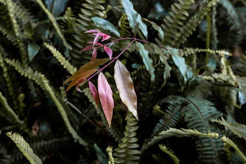 Close up of Leaves among Fern