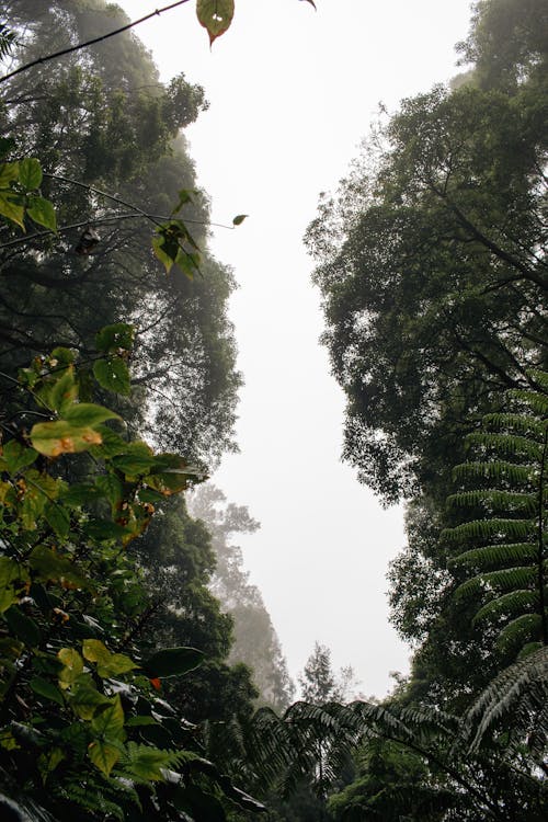 Бесплатное стоковое фото с вертикальный выстрел, джунгли, лес