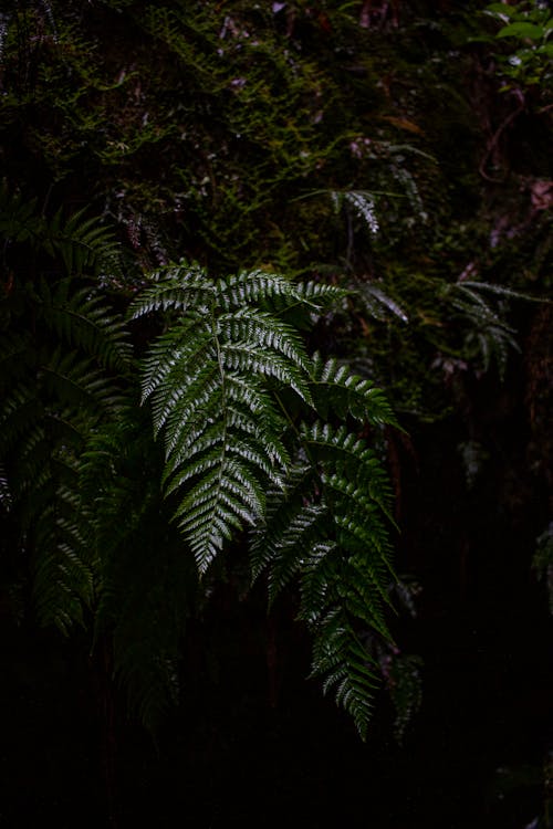Бесплатное стоковое фото с вертикальный выстрел, зеленый, лес