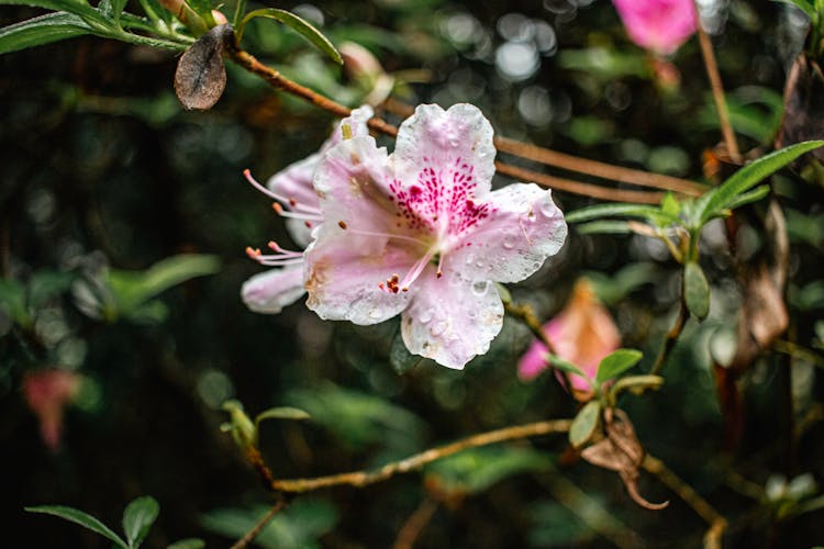 Close Up Of Pink Flower