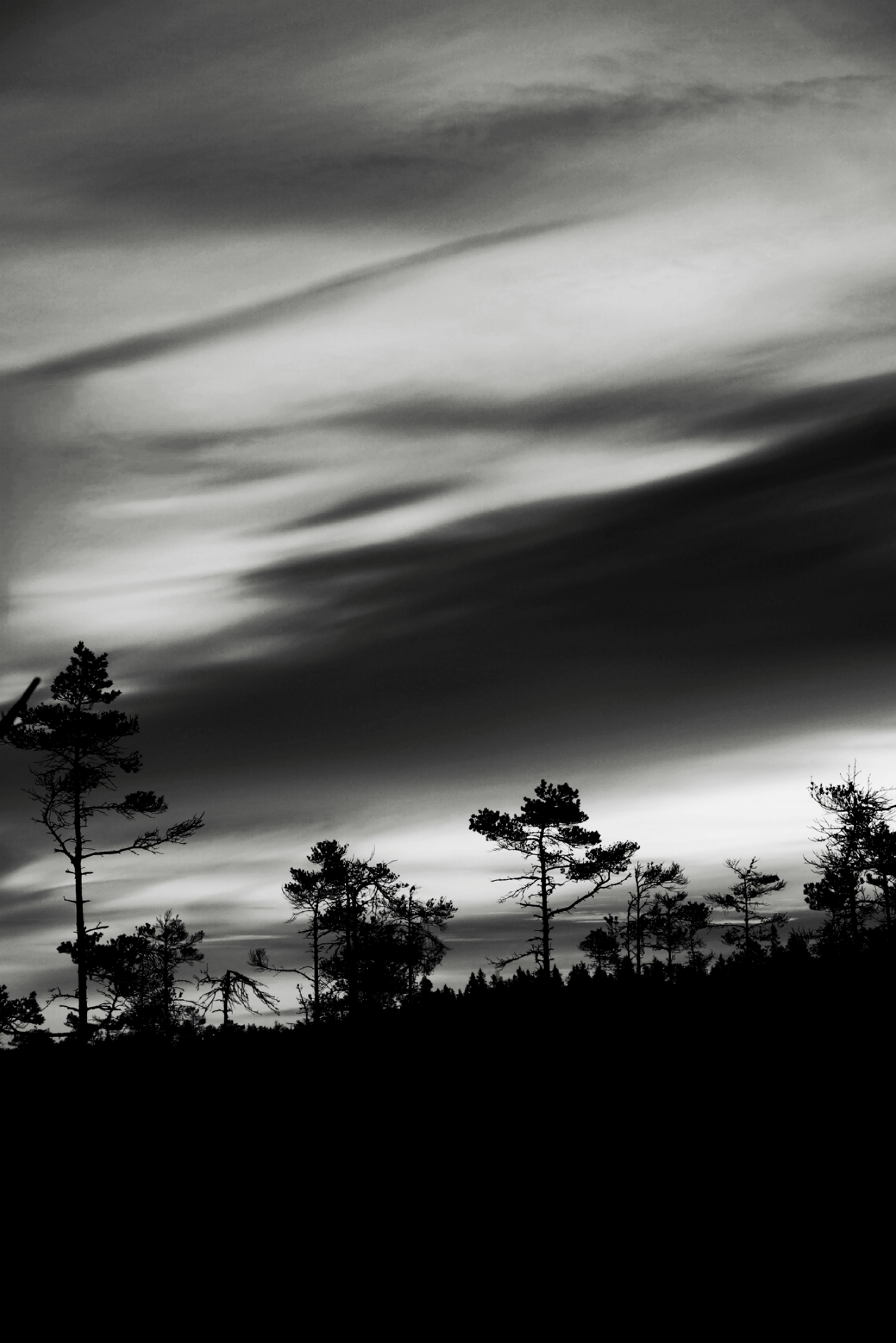 Dramatic black and white forest silhouette with overcast sky in Jönköping, Sweden.