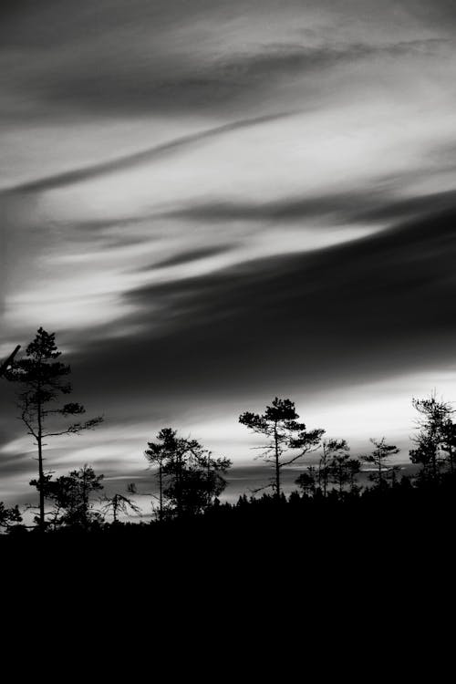 Clouds over Trees in Black and White