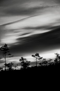 Dramatic black and white forest silhouette with overcast sky in Jönköping, Sweden.