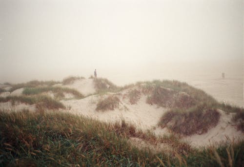 Grass on Dunes on Beach under Fog