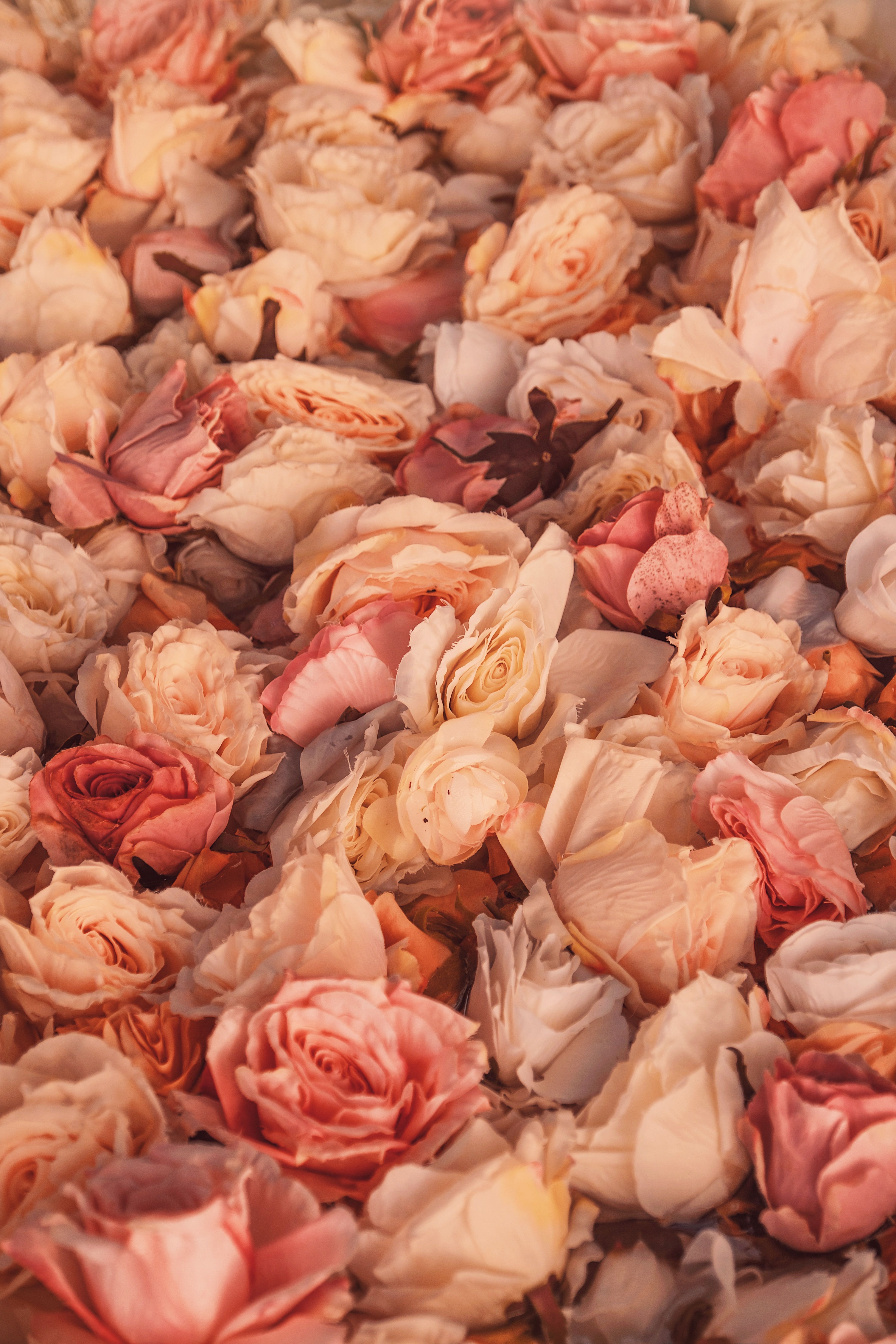 A close-up view of abundant pink roses in Abuja, showcasing petals in various shades.