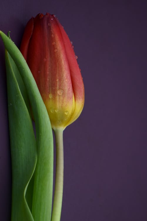 Water Drops on a Red Tulip