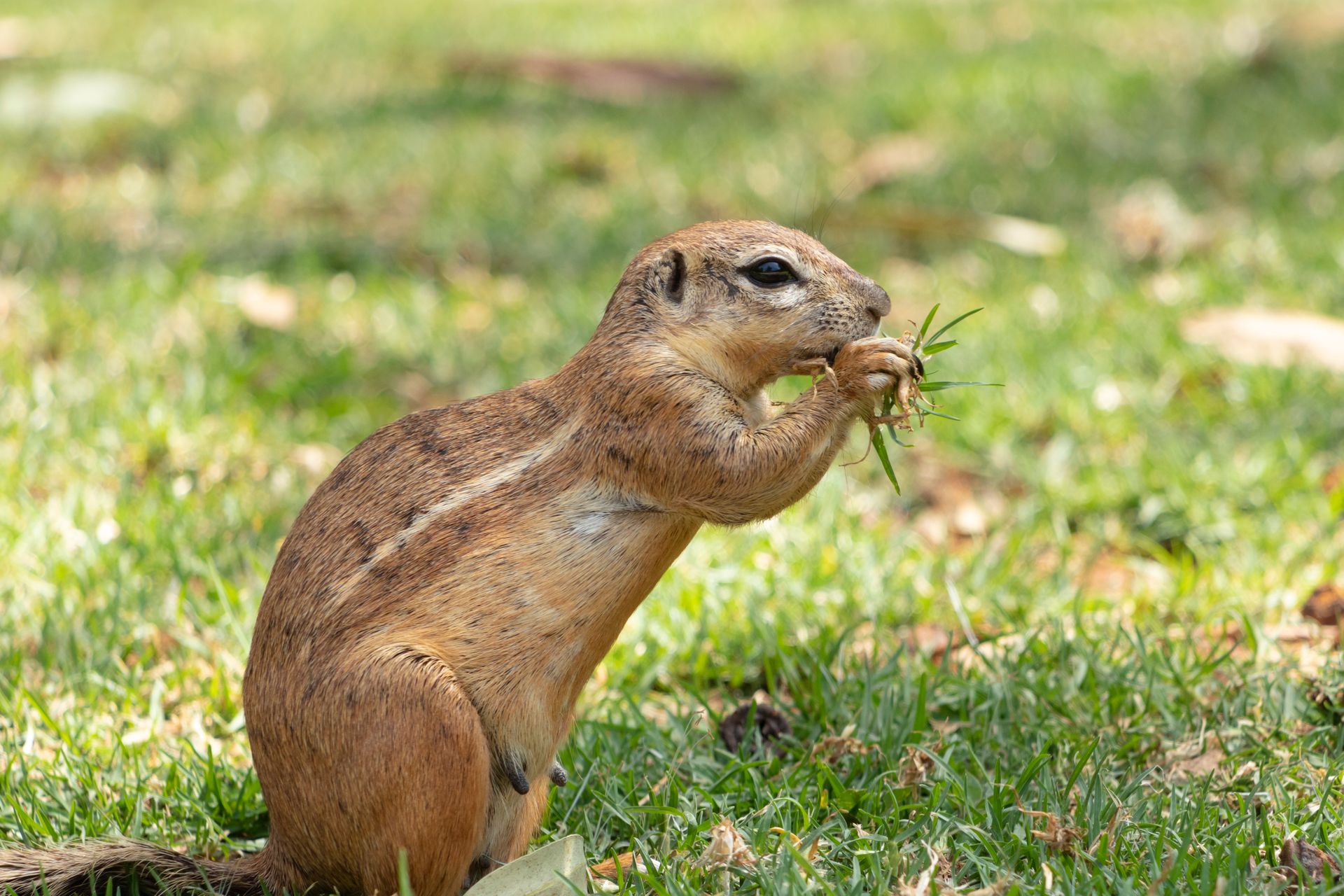 A striped ground squirrel (Xerus erythropus) eats grass in a Johannesburg park, showcasing wildlife in South Africa.