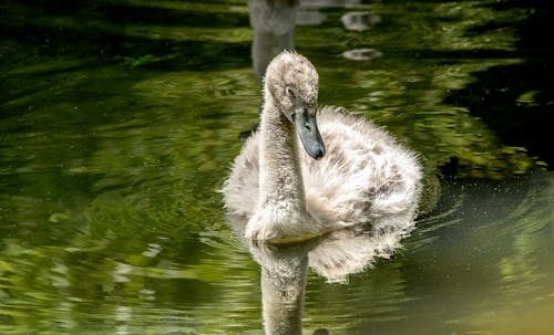 Cygnet Swimming in a Pond