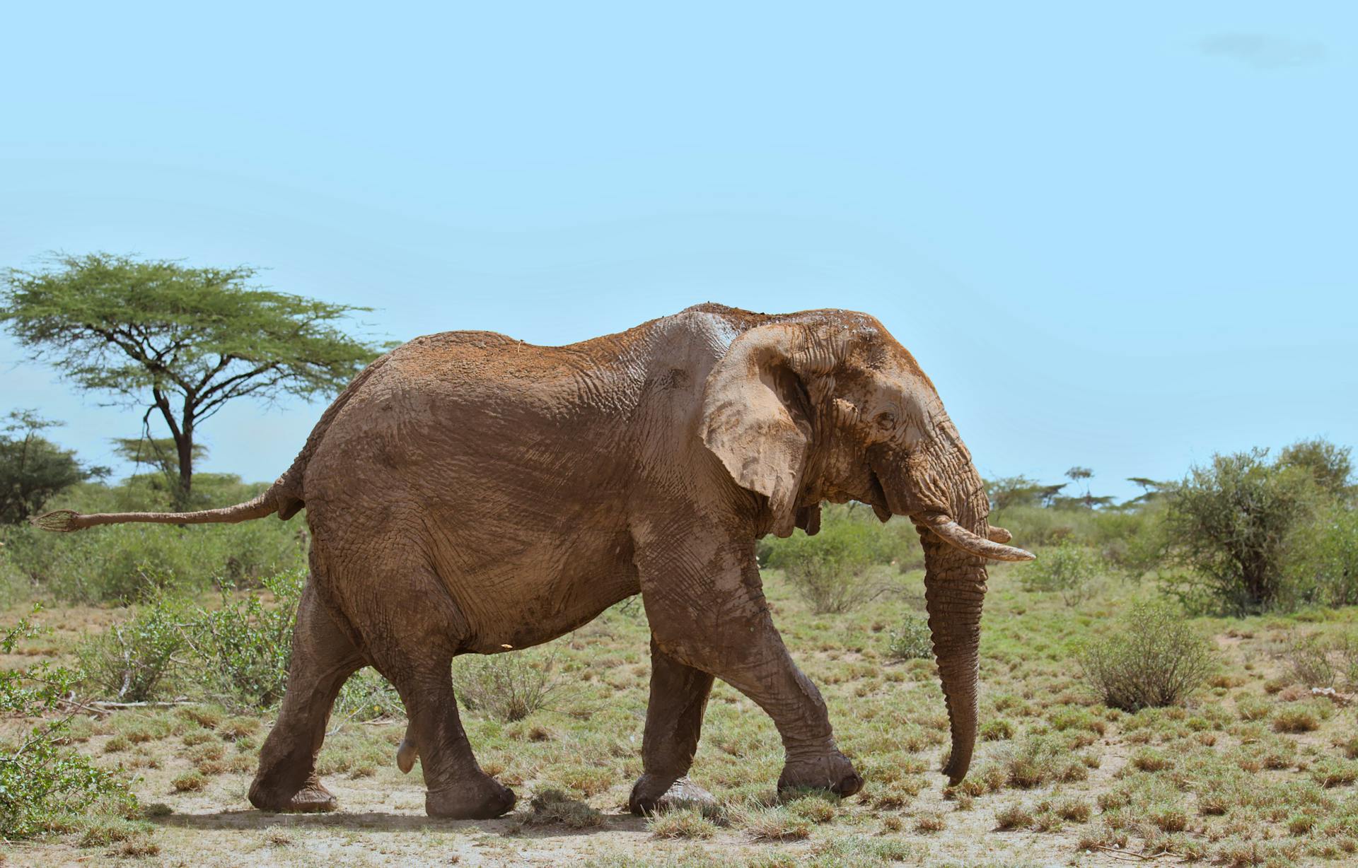 side view of male african elephant walking in the wild savannah of buffalo springs national reserve, kenya