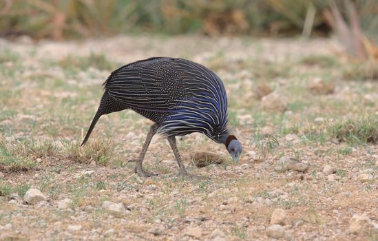 A bird with a long beak is walking on the ground
