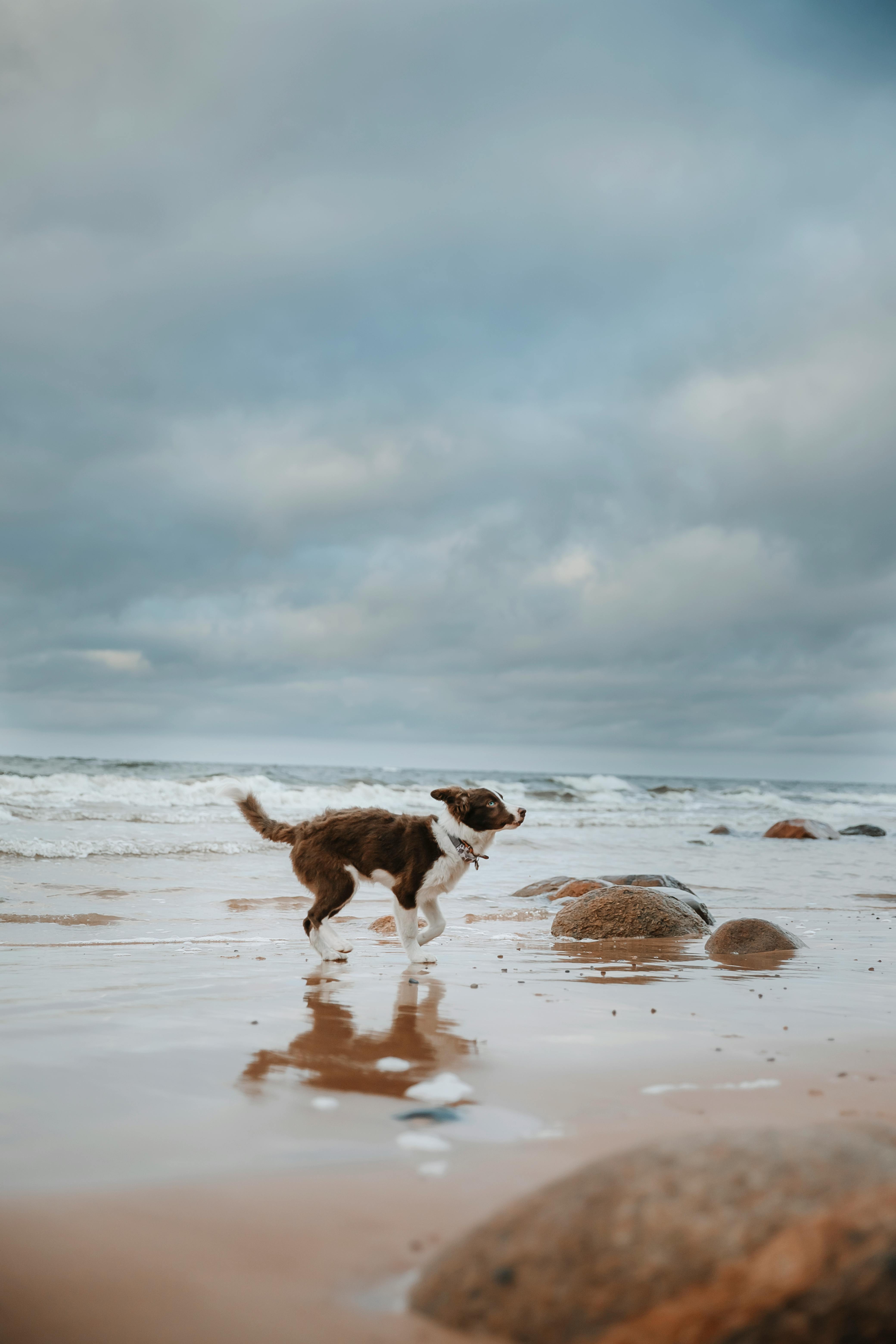 在多云的天空下，有波浪的沙滩上活泼的狗正在奔跑