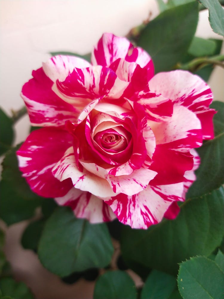 Close Up Of Pink Flower