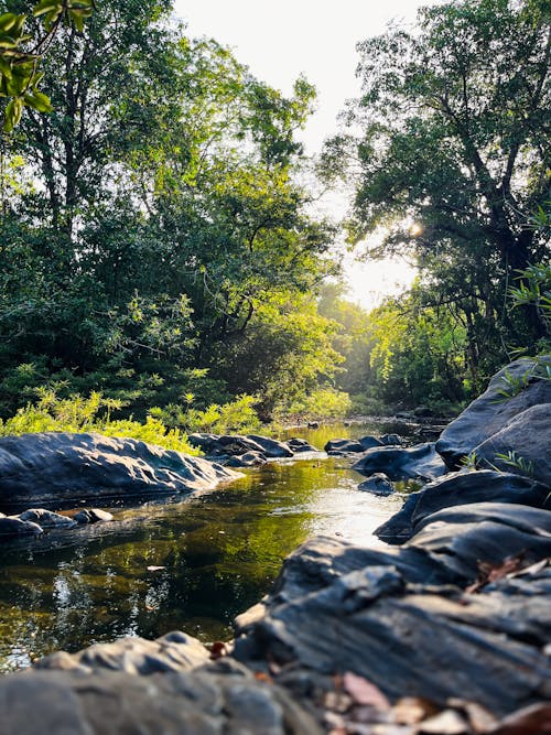 View of a Stream Flowing between Green Trees