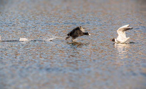 fulica atra, 共同的老傻瓜, 動物攝影 的 免費圖庫相片