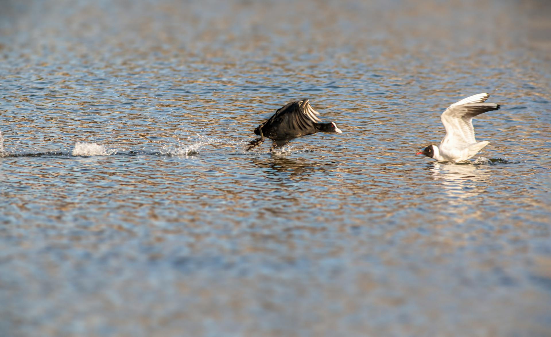 A striking image of a common coot chasing a relict gull on a water surface in Tallinn, Estonia.