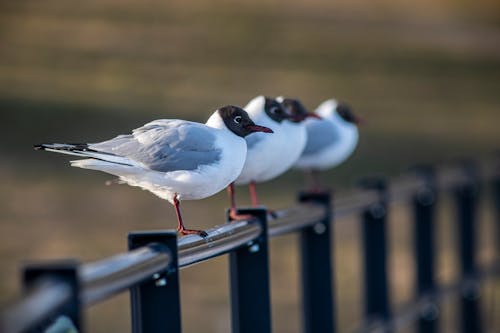 Black-Headed Gulls on Railing