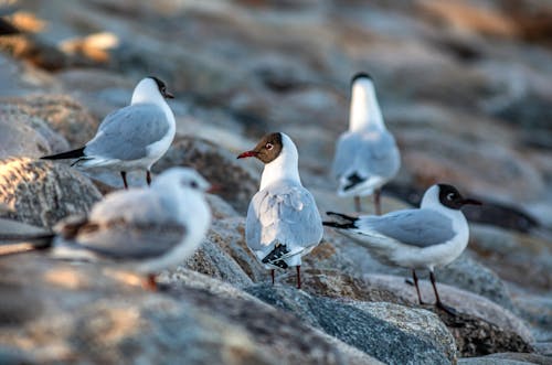  Black-Headed Gulls in Nature
