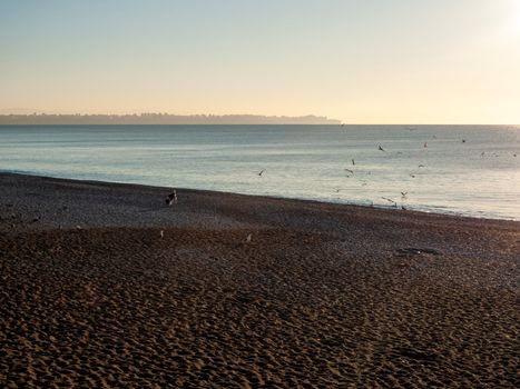 A tranquil early morning beach scene with flying seagulls and a distant coastline view.