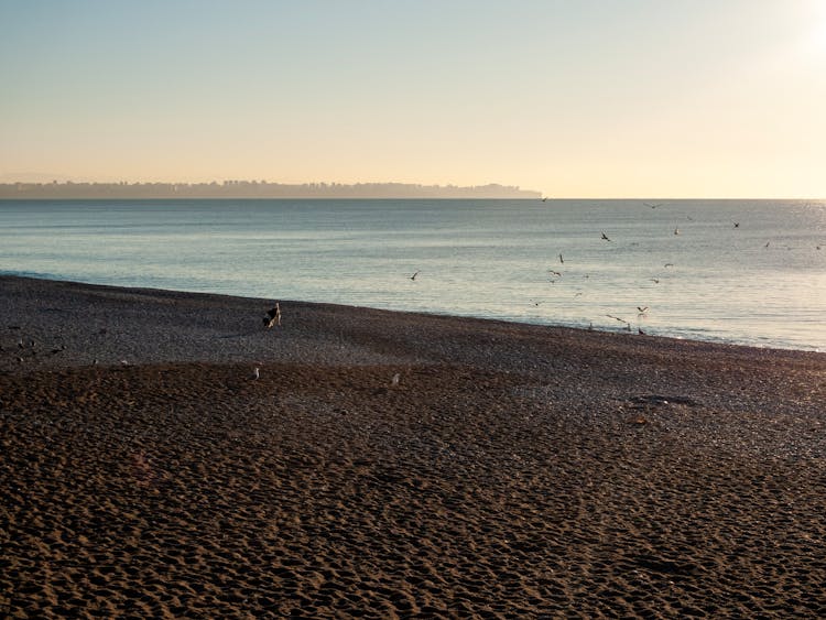 Birds Flying Around Beach Under Clear Sky