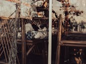 Cat Sleeping on a Chair on the Other Side of Glass