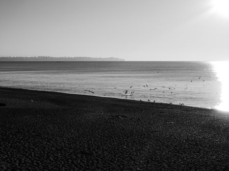 Serene black and white scene of a beach with birds in flight and sunlight on the ocean.