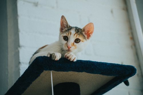 Free Cute tabby kitten relaxing on a cat tree indoors, looking curious and playful. Stock Photo