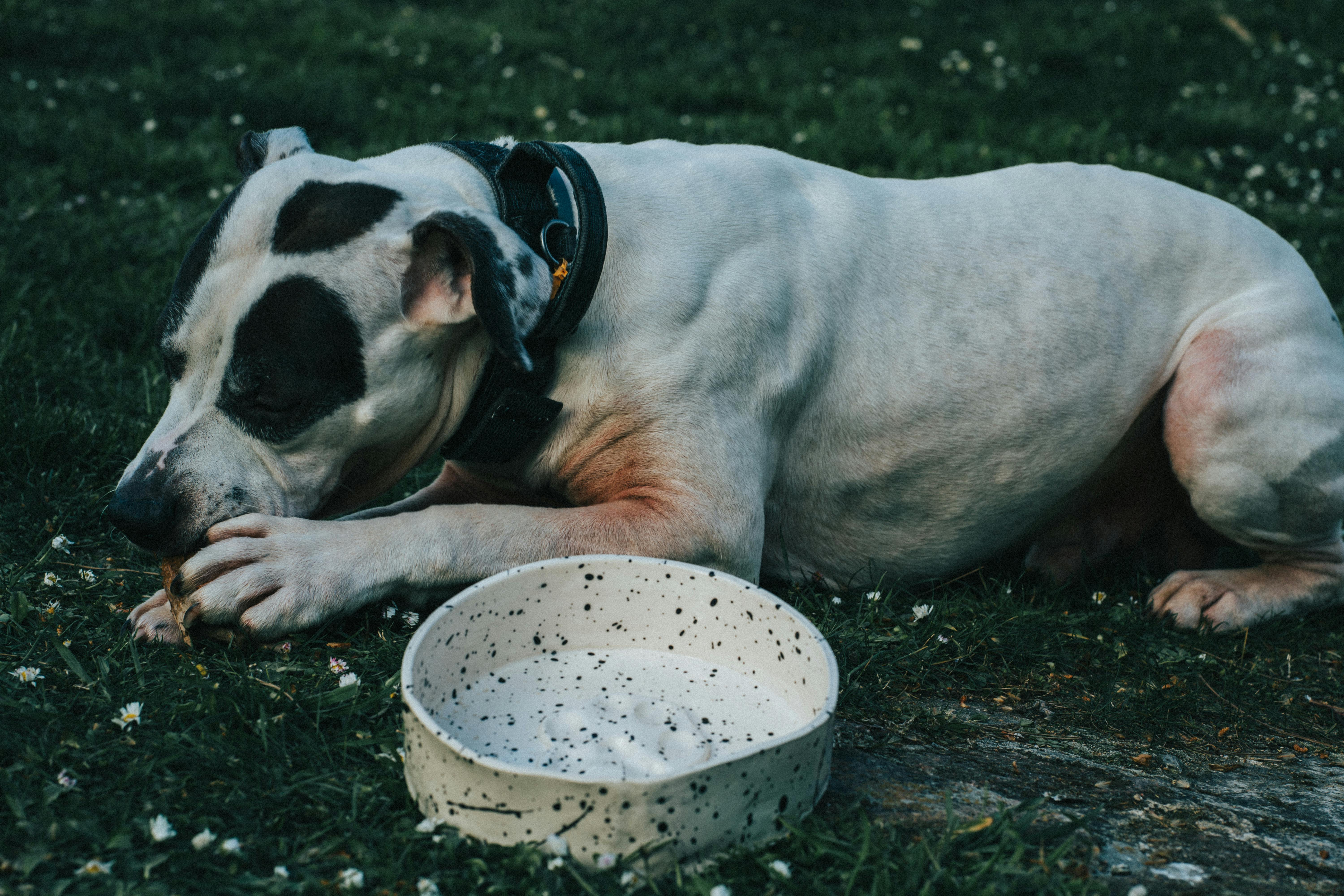 Dog lying on grass next to a bowl, enjoying a bone outdoors.