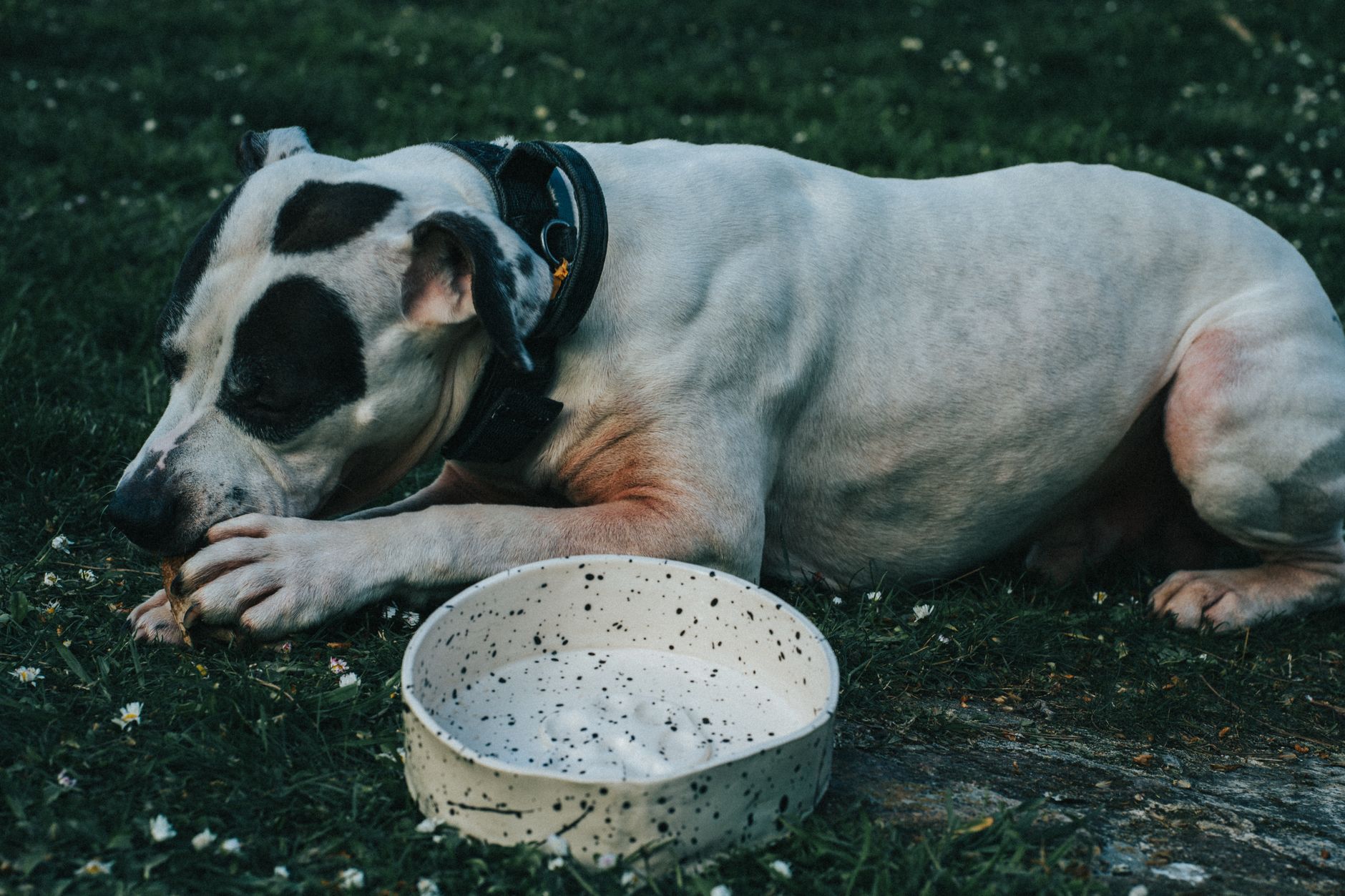 Best Dog Bowls for Every Dog and Lifestyle (2026)