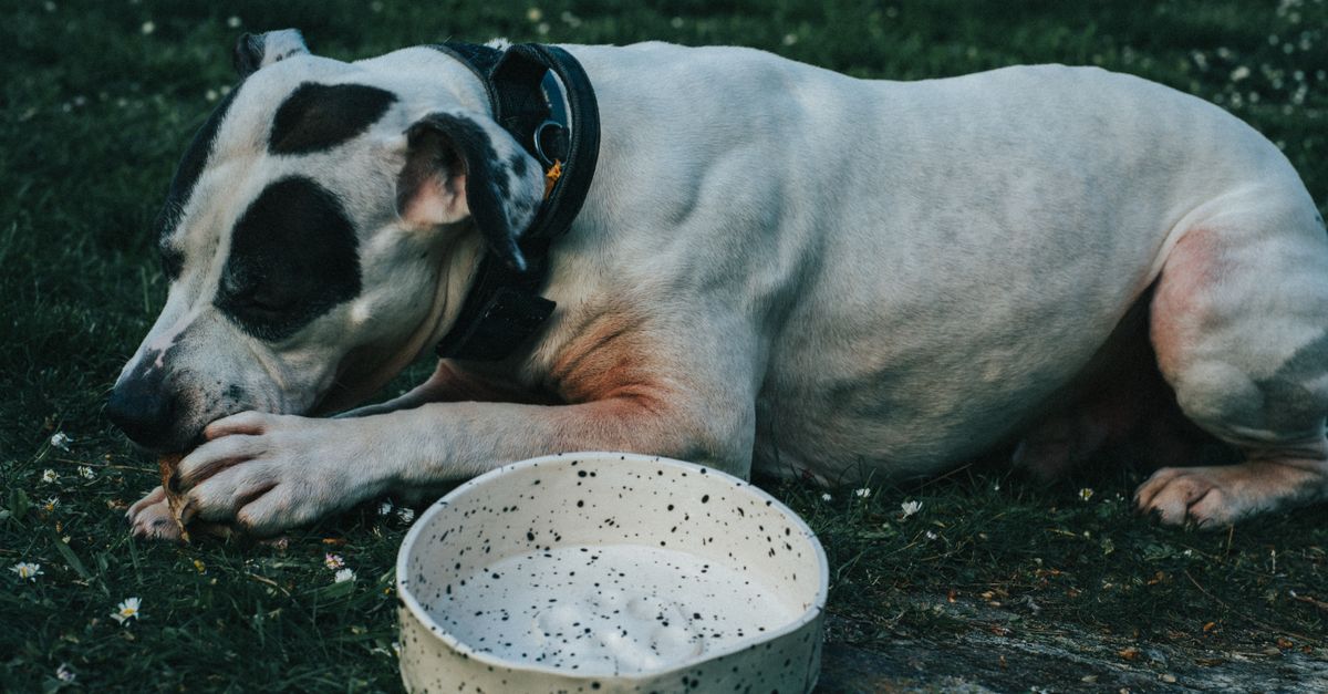 American Bully : Guide complet race 2026